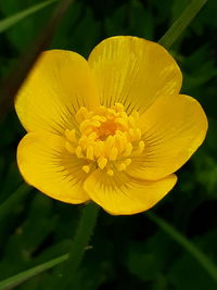 Close-up of yellow flowering plant