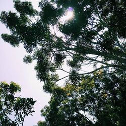 Low angle view of trees against sky