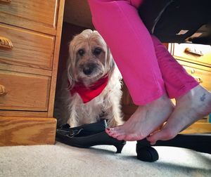 Dog sitting on chair