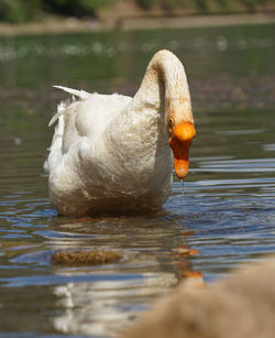 Swan swimming in lake