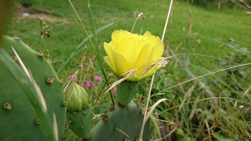 Close-up of flower blooming in field