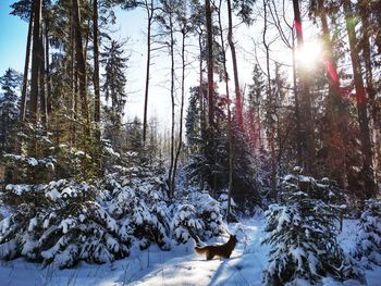 View of dog on snow covered land