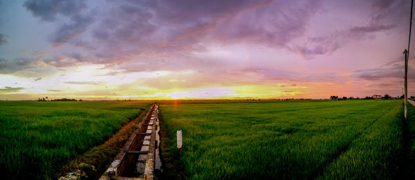 Scenic view of agricultural field against sky during sunset