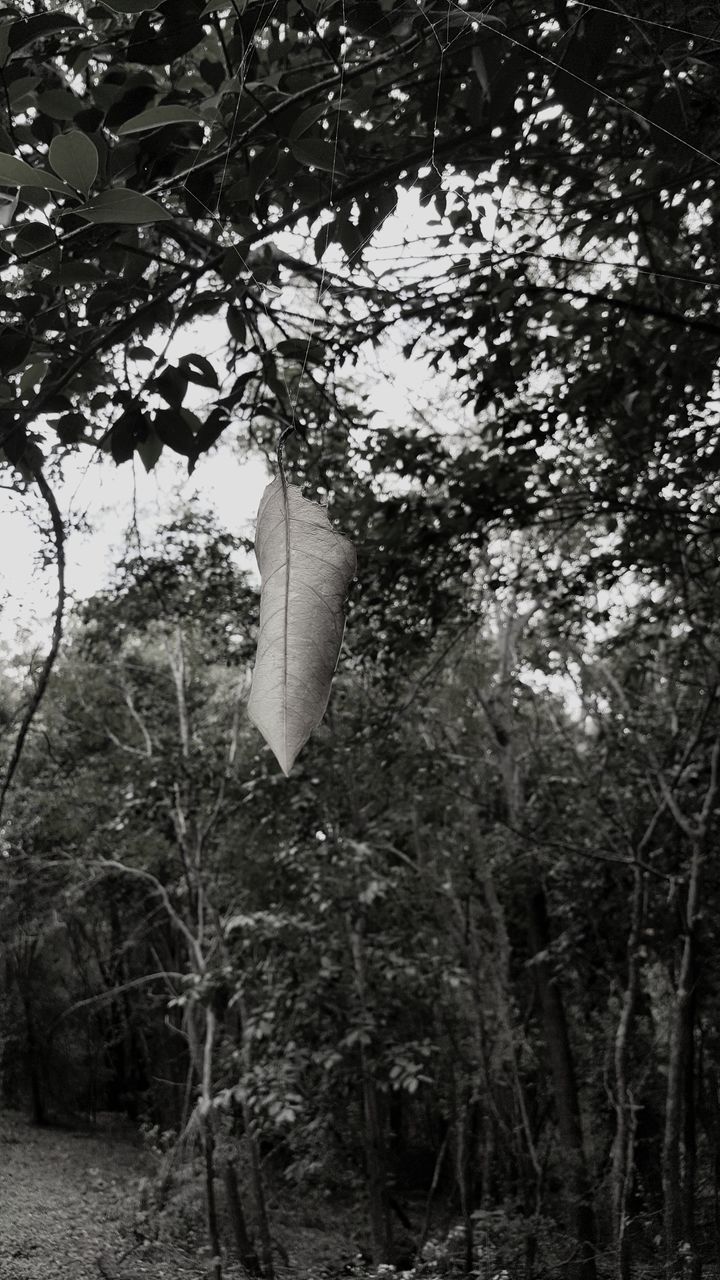 LOW ANGLE VIEW OF TREES HANGING IN FOREST