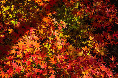 High angle view of orange flowering plant during autumn