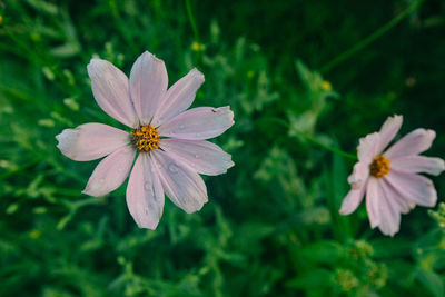 Close-up of flowering plant