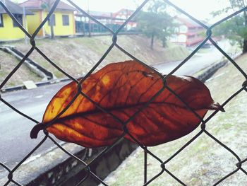 Close-up of autumn leaf on chainlink fence