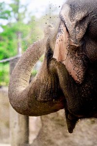 Close-up of elephant