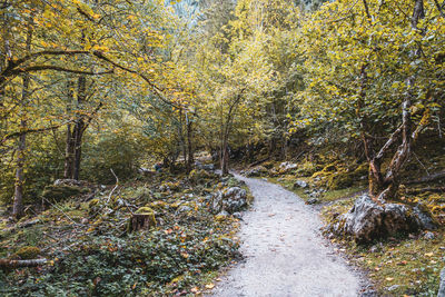 Footpath amidst trees in forest