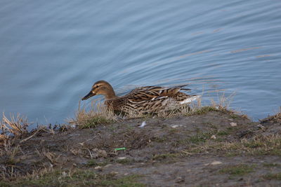 Duck swimming in water