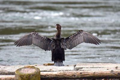 Cormorant spread wings and perching on wooden post