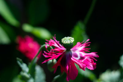 Close-up of pink flowering plant