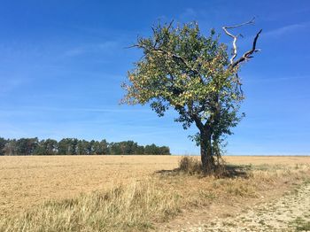 Tree on field against blue sky