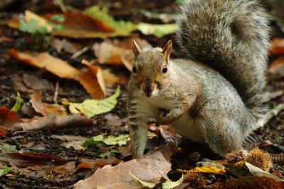 Close-up of squirrel eating leaves on field