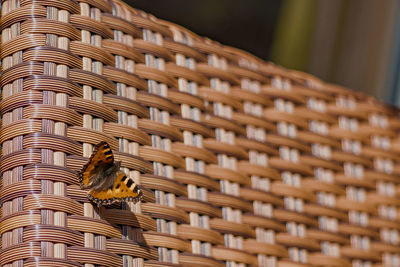 Close-up of a basket of a building with butterfly