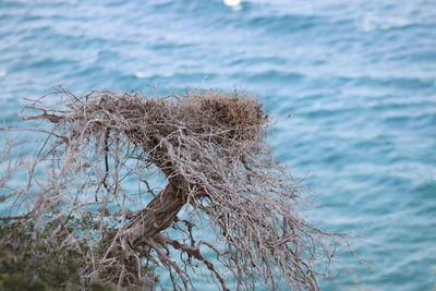 Close-up of dead plant on land