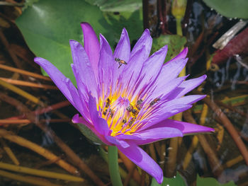 Close-up of purple water lily