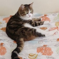 High angle view of cat resting on bed at home