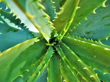 Aloe plant