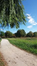 Scenic view of trees on field against sky