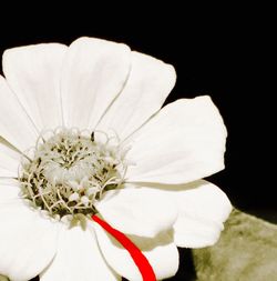 Close-up of white flower