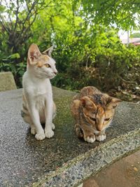 Two cats looking around on the table.