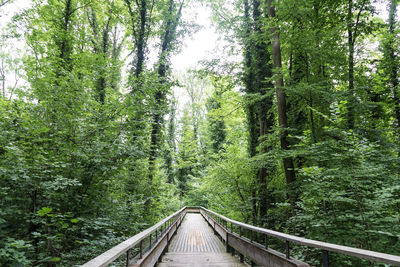 Railroad track amidst trees in forest
