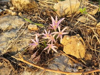 Close-up of flowers