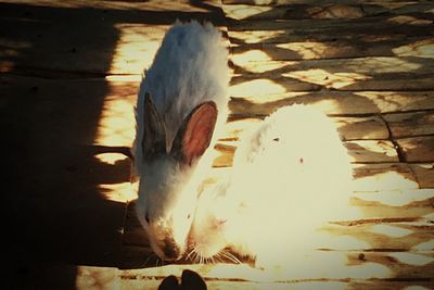 High angle view of cat in sunlight