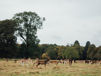 Horses in a field