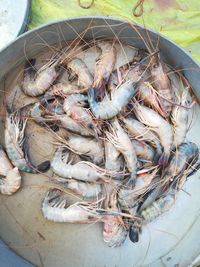 High angle view of fish for sale