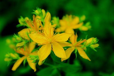Close-up of yellow flower