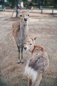 Portrait of goats standing outdoors