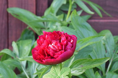 Close-up of pink rose flower