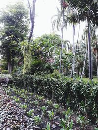 Plants and trees in forest