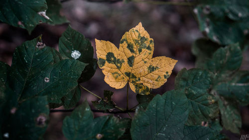 Close-up of yellow autumn leaves