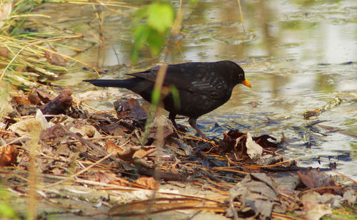 Bird perching on a lake