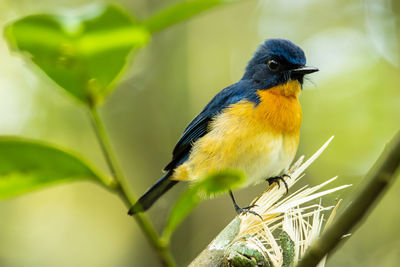 Close-up of bird perching on plant