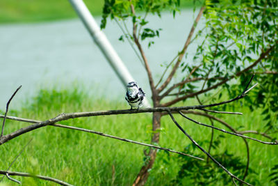Pied kingfisher bird ceryle rudis, white black plumage crest and large beak spotted on tree branch