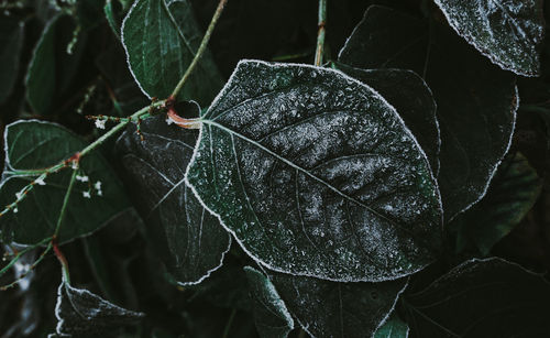 Close-up of wet leaves on plant during rainy season