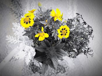 Close-up of yellow flowering plant