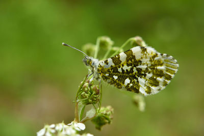 Close-up of butterfly on flower