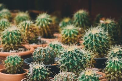 Close-up of cactus plants