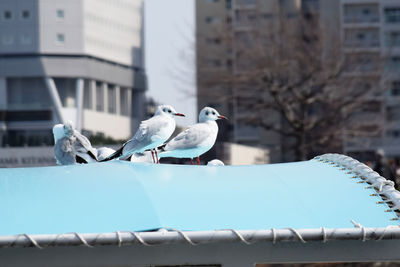 Seagulls perching on a building