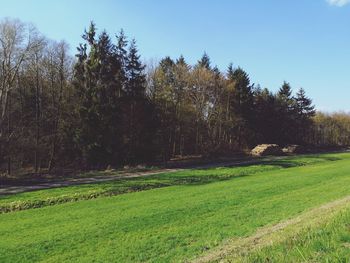 Scenic view of trees on field against sky