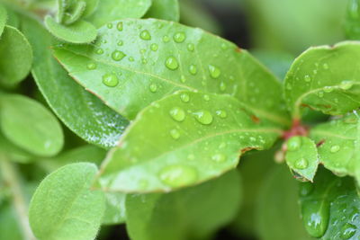 Close-up of water drops on leaves