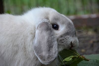 Close-up portrait of rabbit