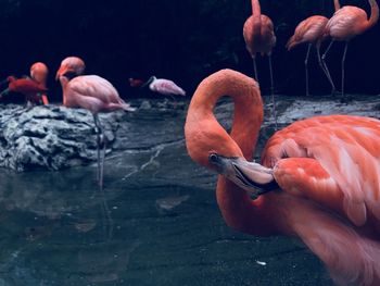 View of birds in lake