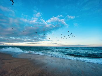 Flock of birds flying over beach