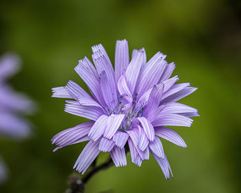 Close-up of purple flowering plant